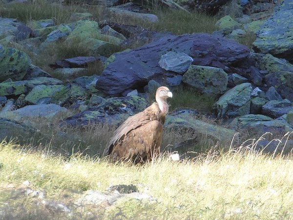 accompagnateur en aspe randonnée en montagne