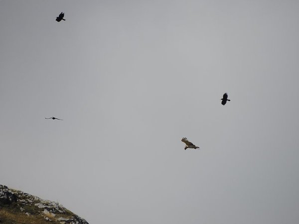 accompagnateur en aspe randonnée en montagne