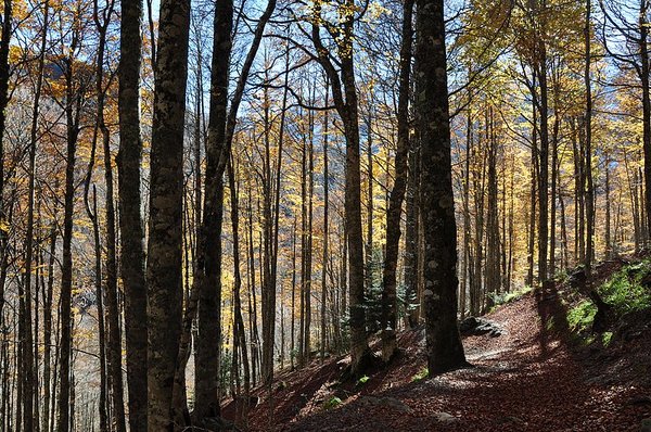 accompagnateur en aspe randonnée en montagne