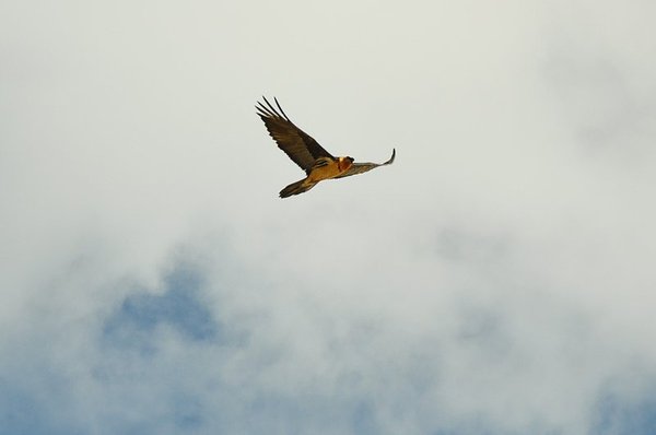 accompagnateur en aspe randonnée en montagne