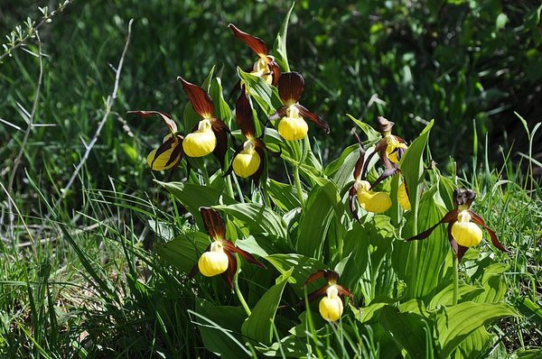 accompagnateur en aspe randonnée en montagne