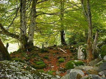 sous bois